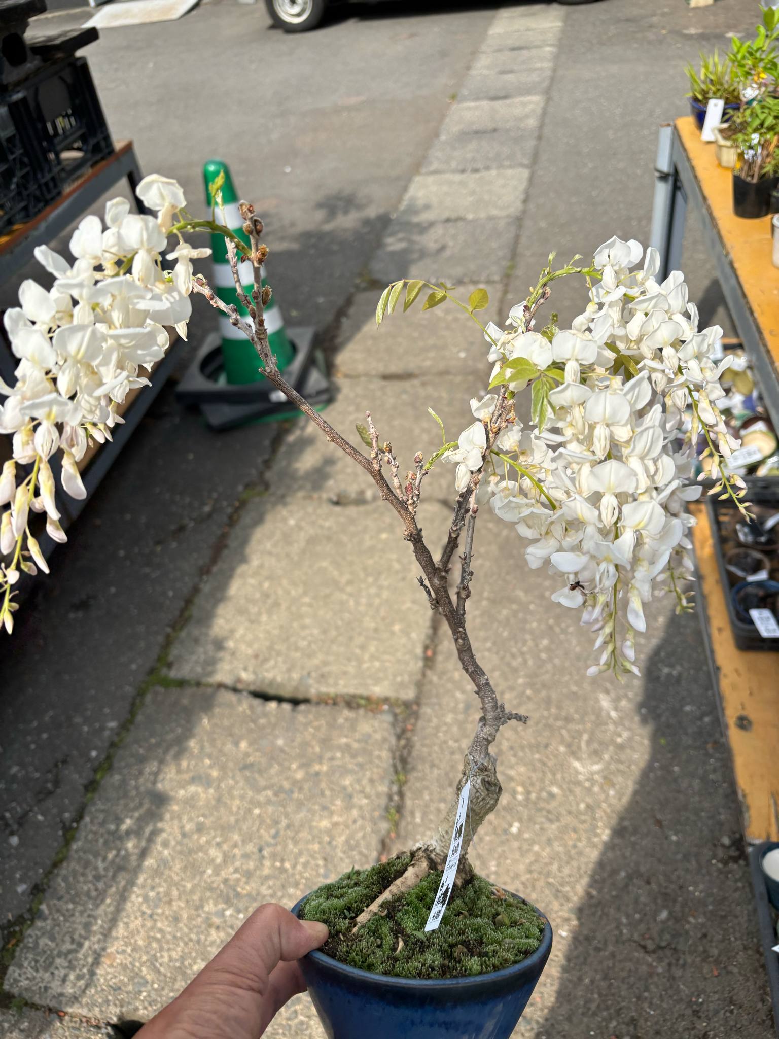 Wisteria floribunda