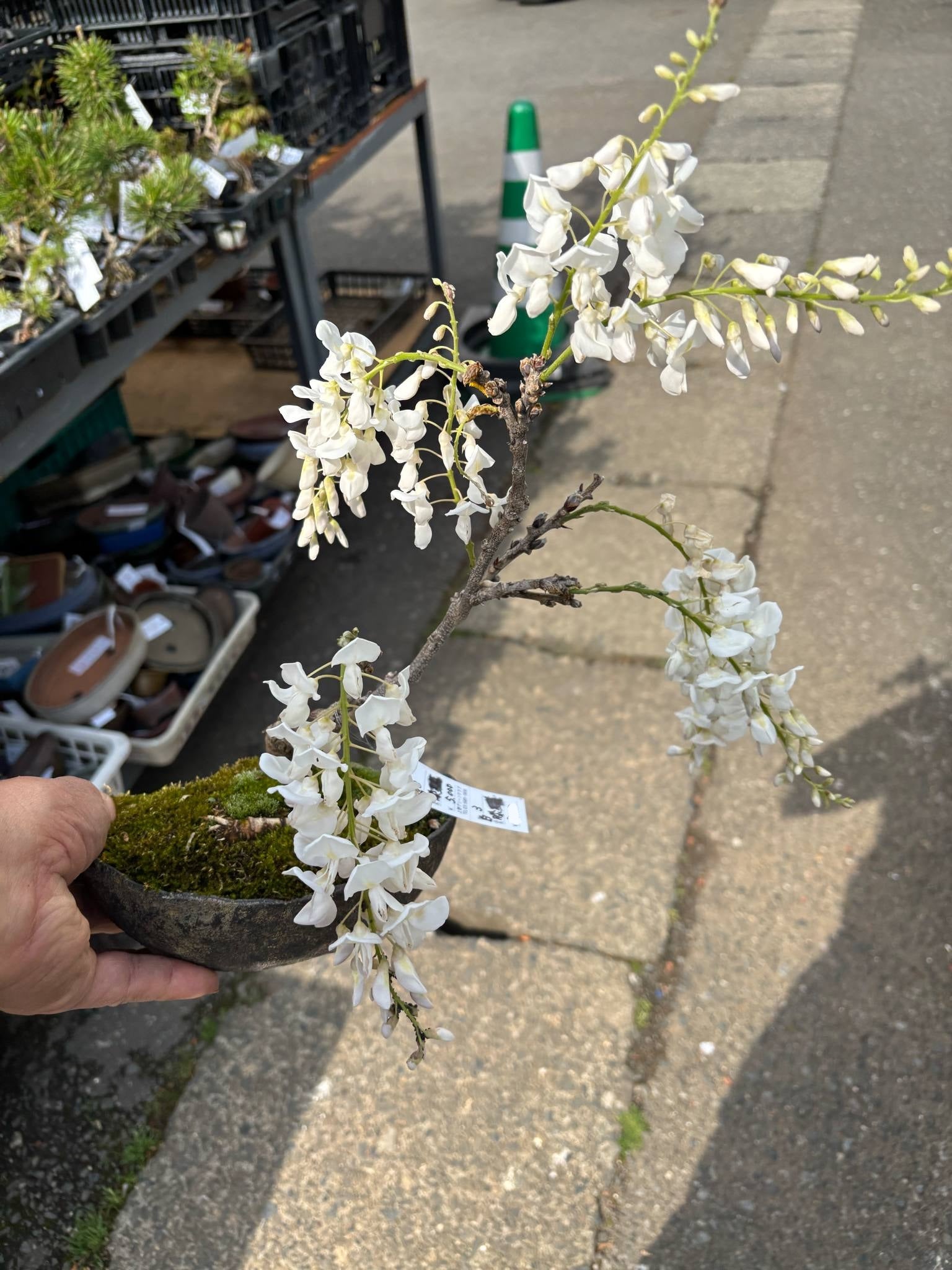 Wisteria floribunda