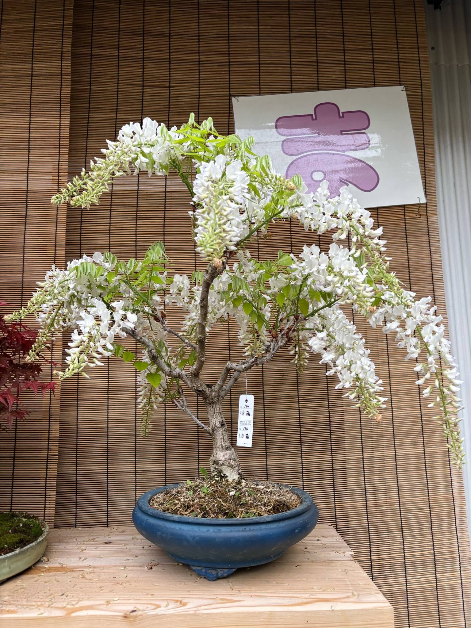 Wisteria floribunda