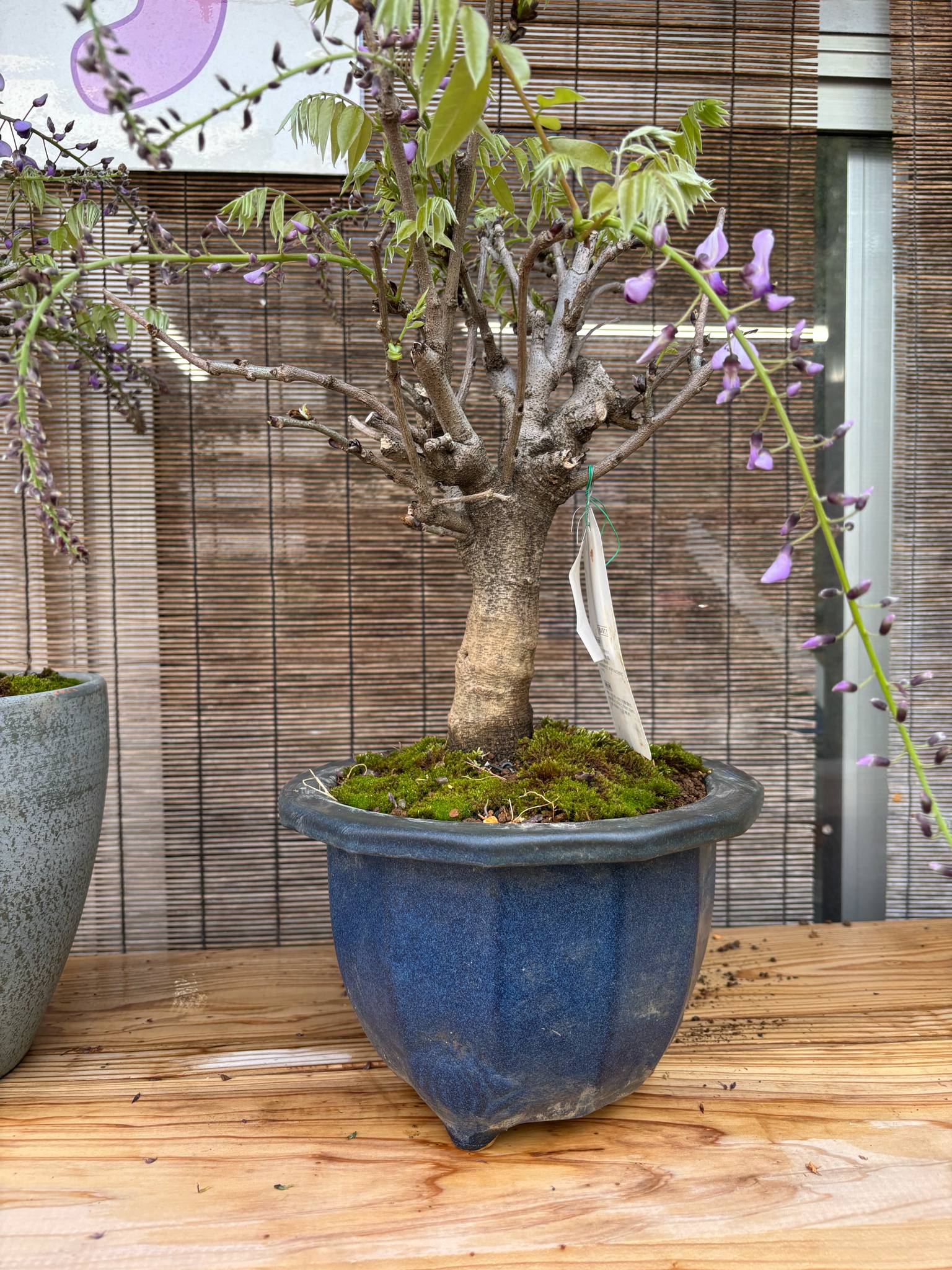 Wisteria floribunda