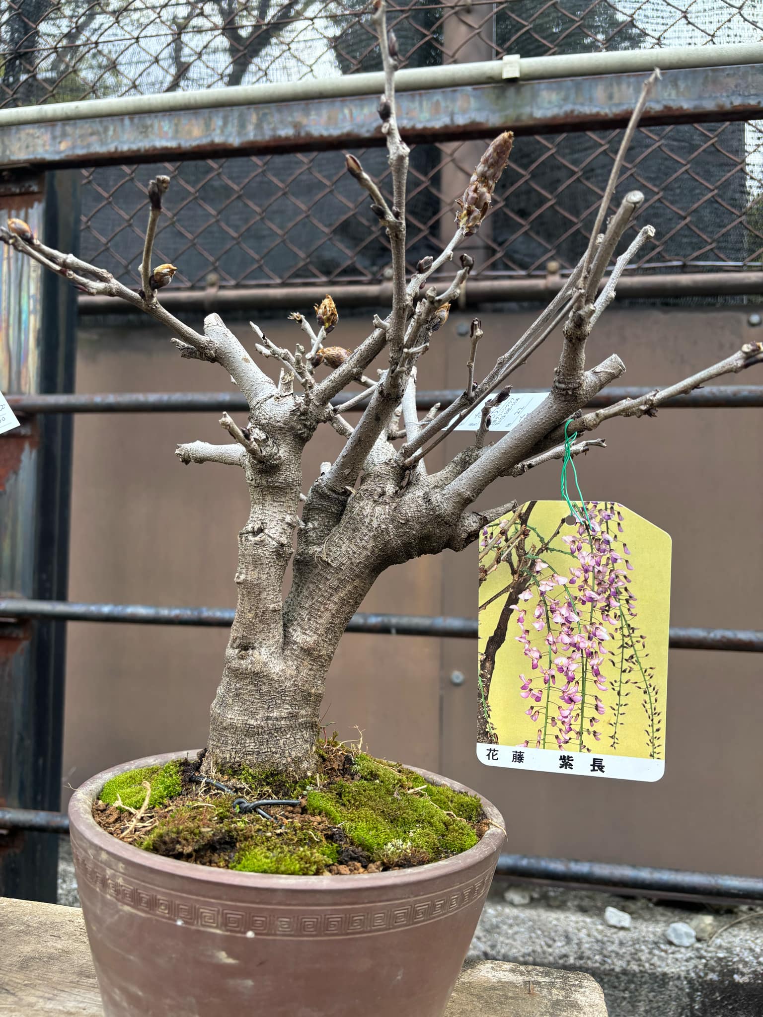 Wisteria floribunda