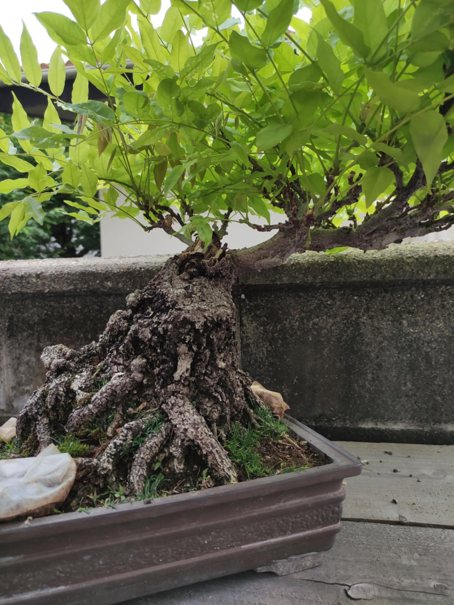 Wisteria floribunda