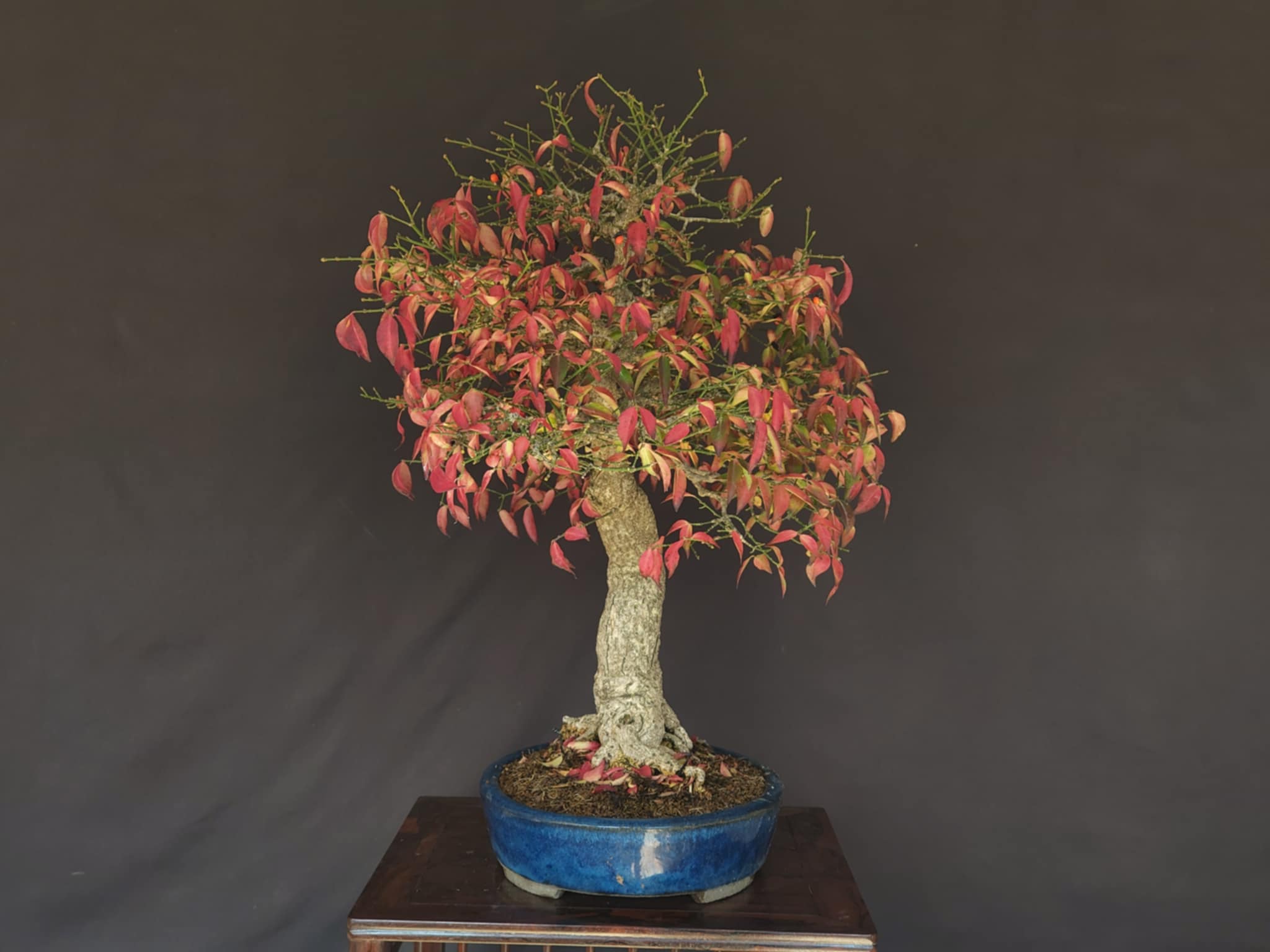 Euonymus