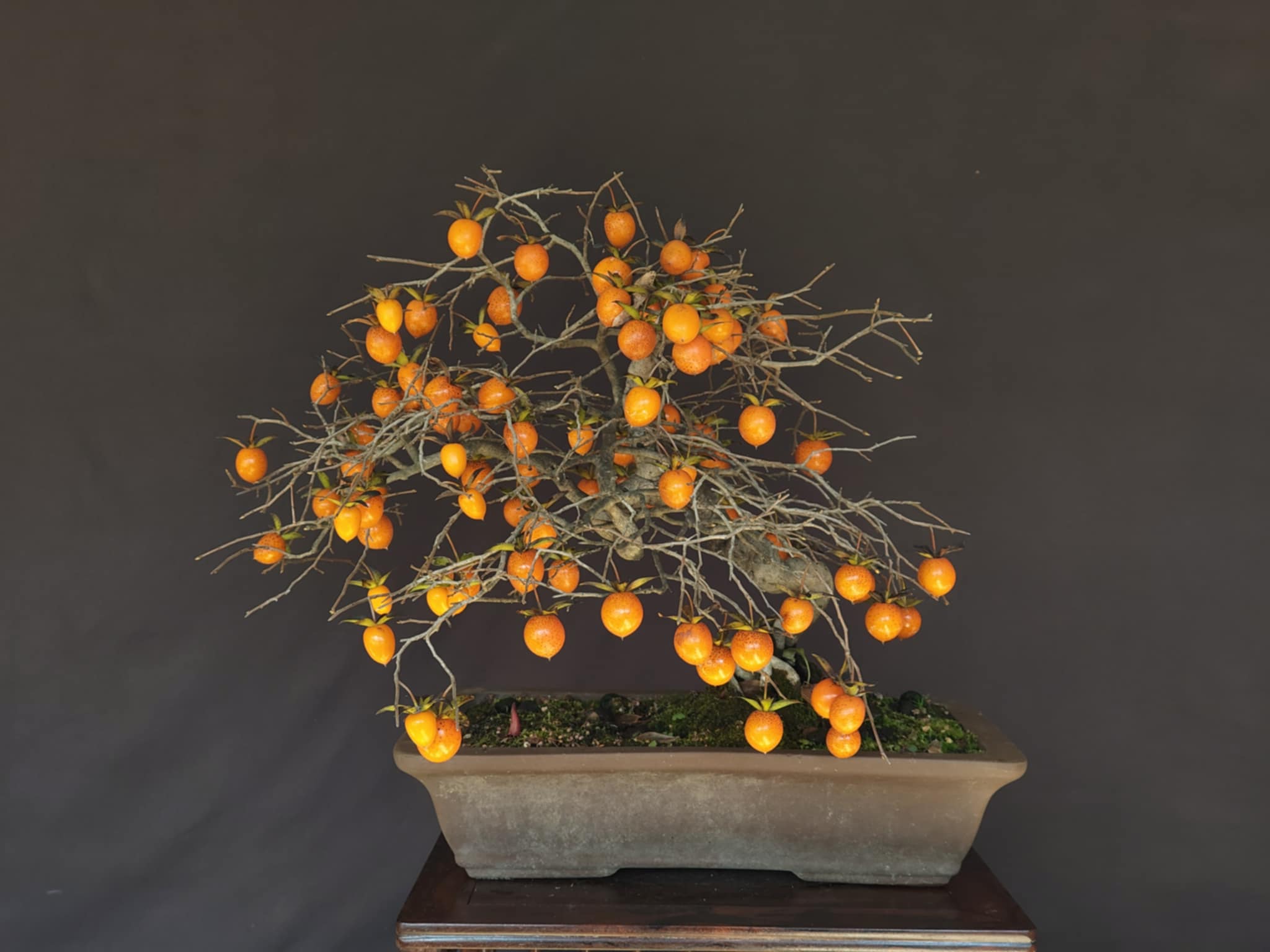 Diospyros rhombifolia