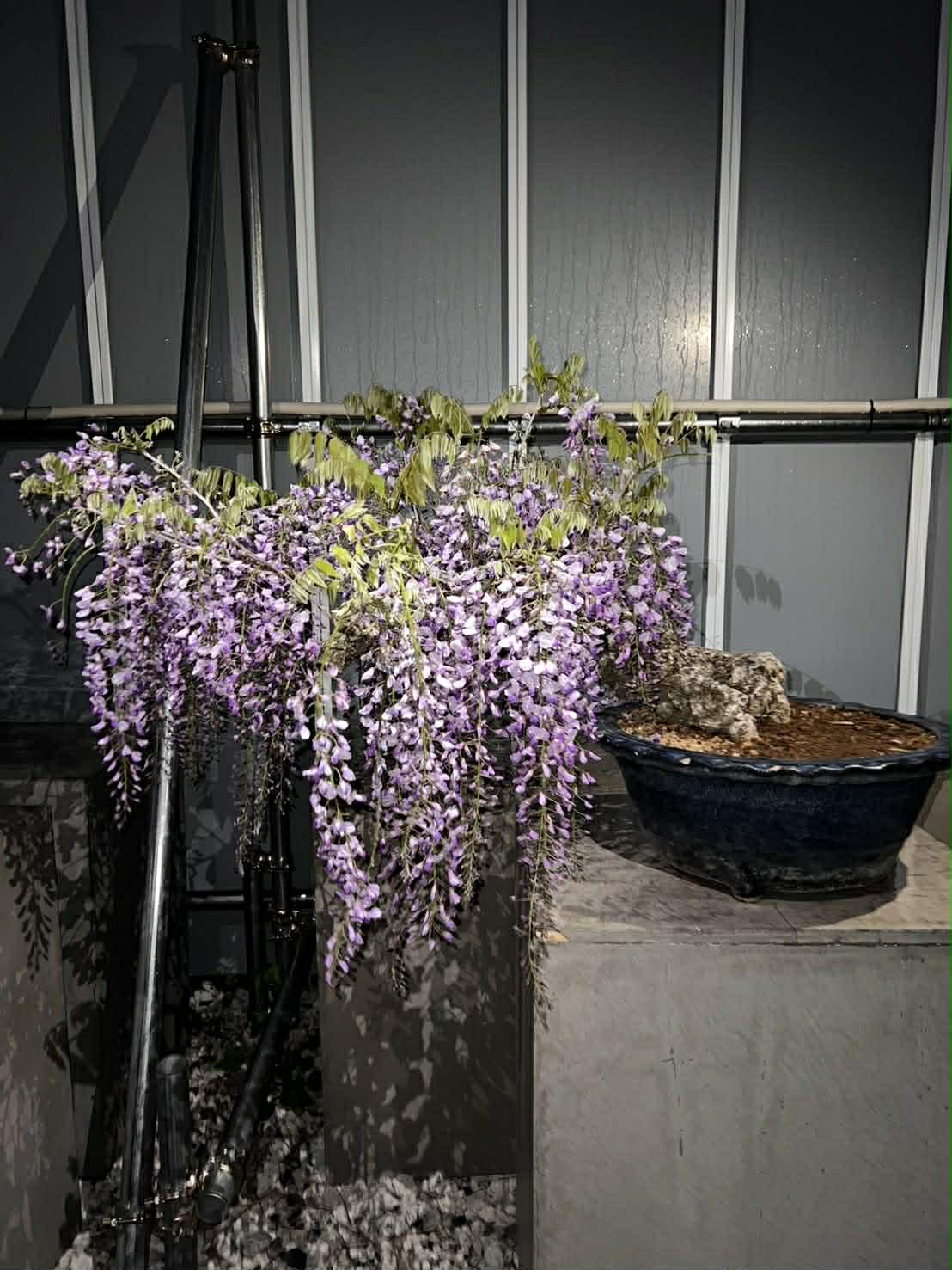 Glycine floribunda