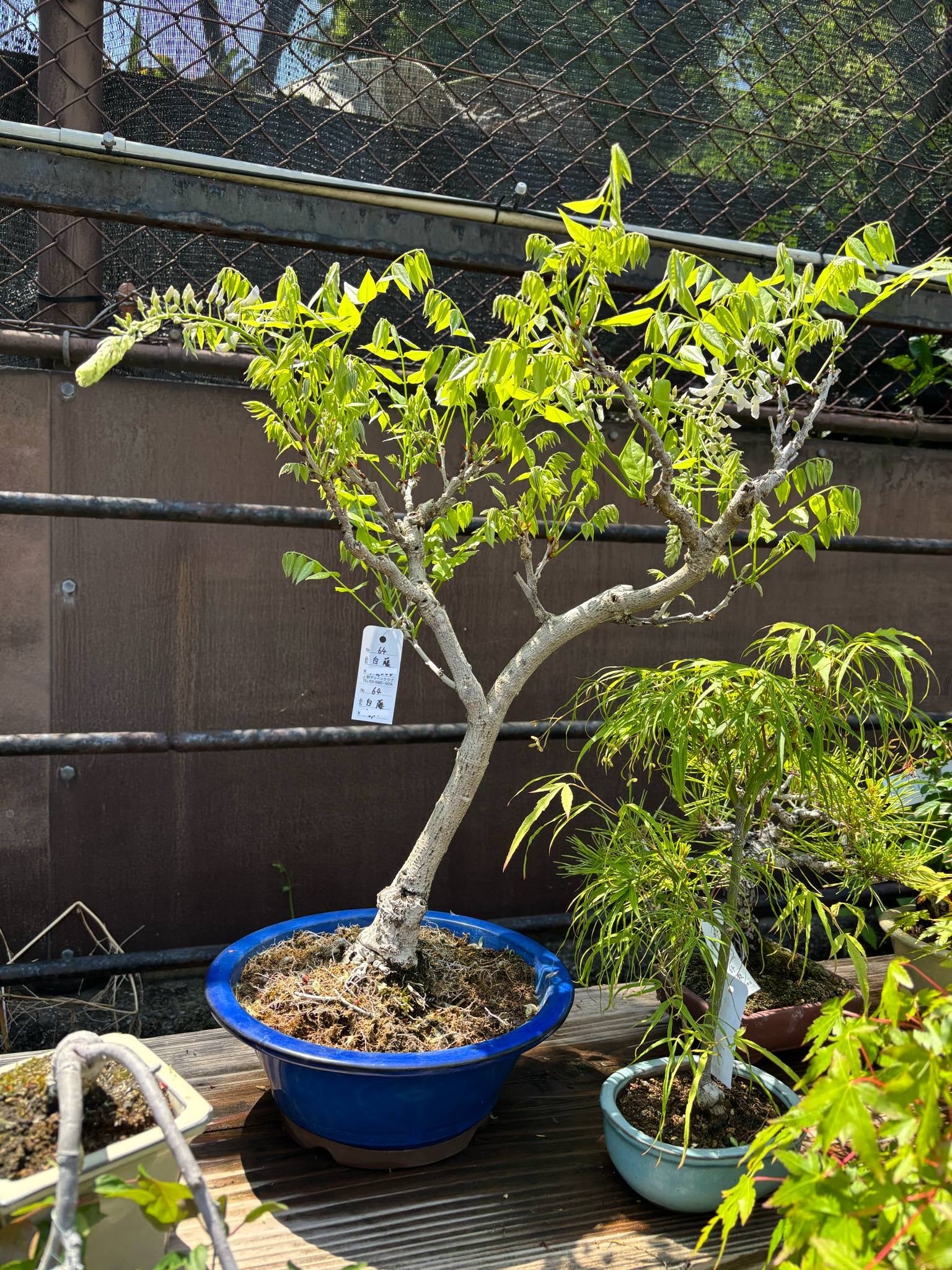 Wisteria floribunda