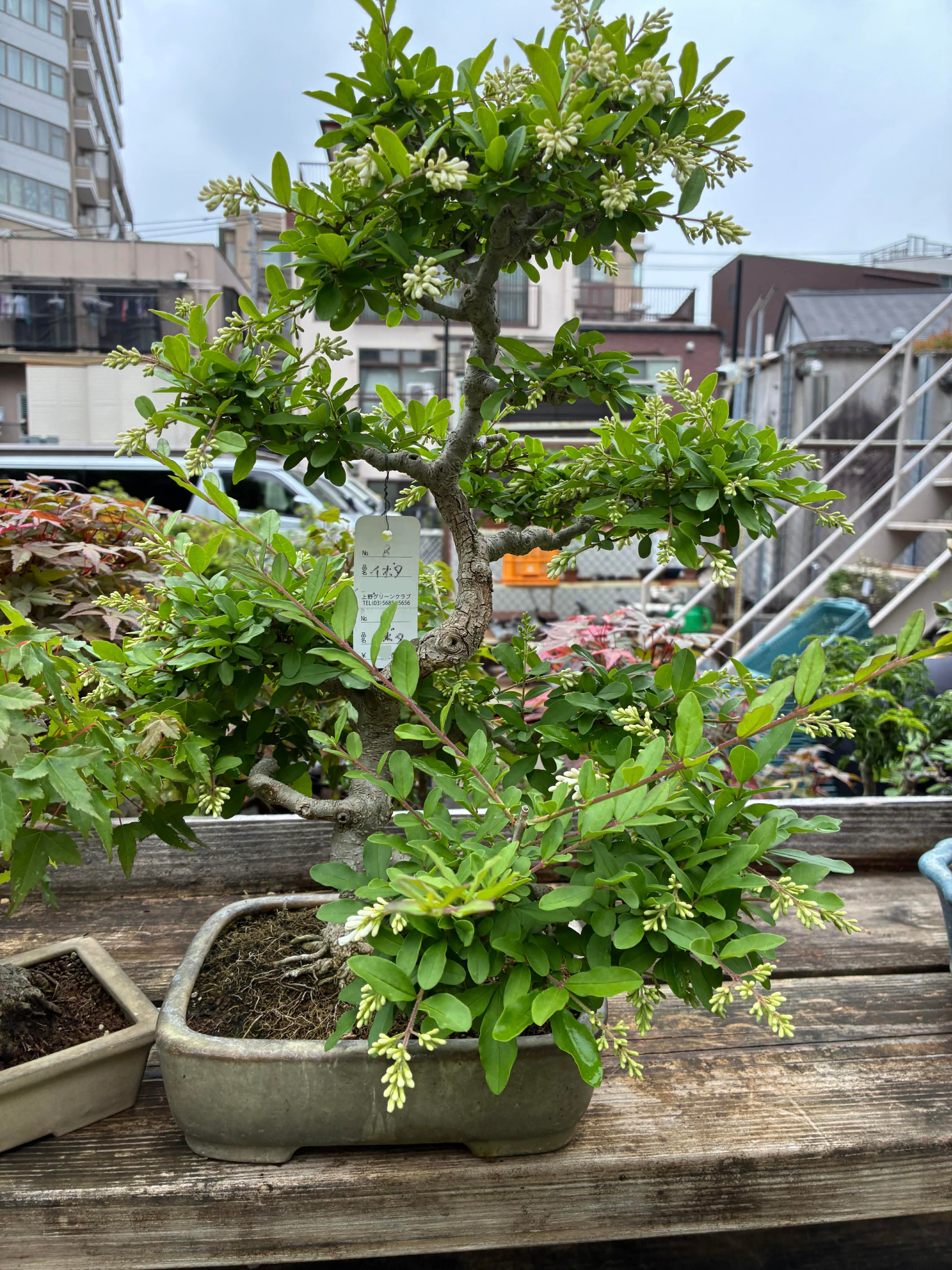 Ligustrum