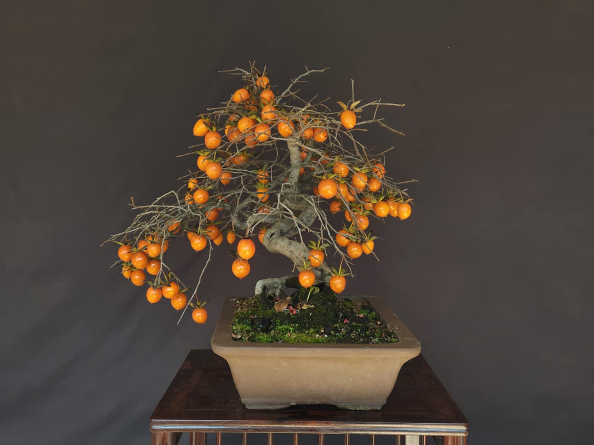 Diospyros rhombifolia