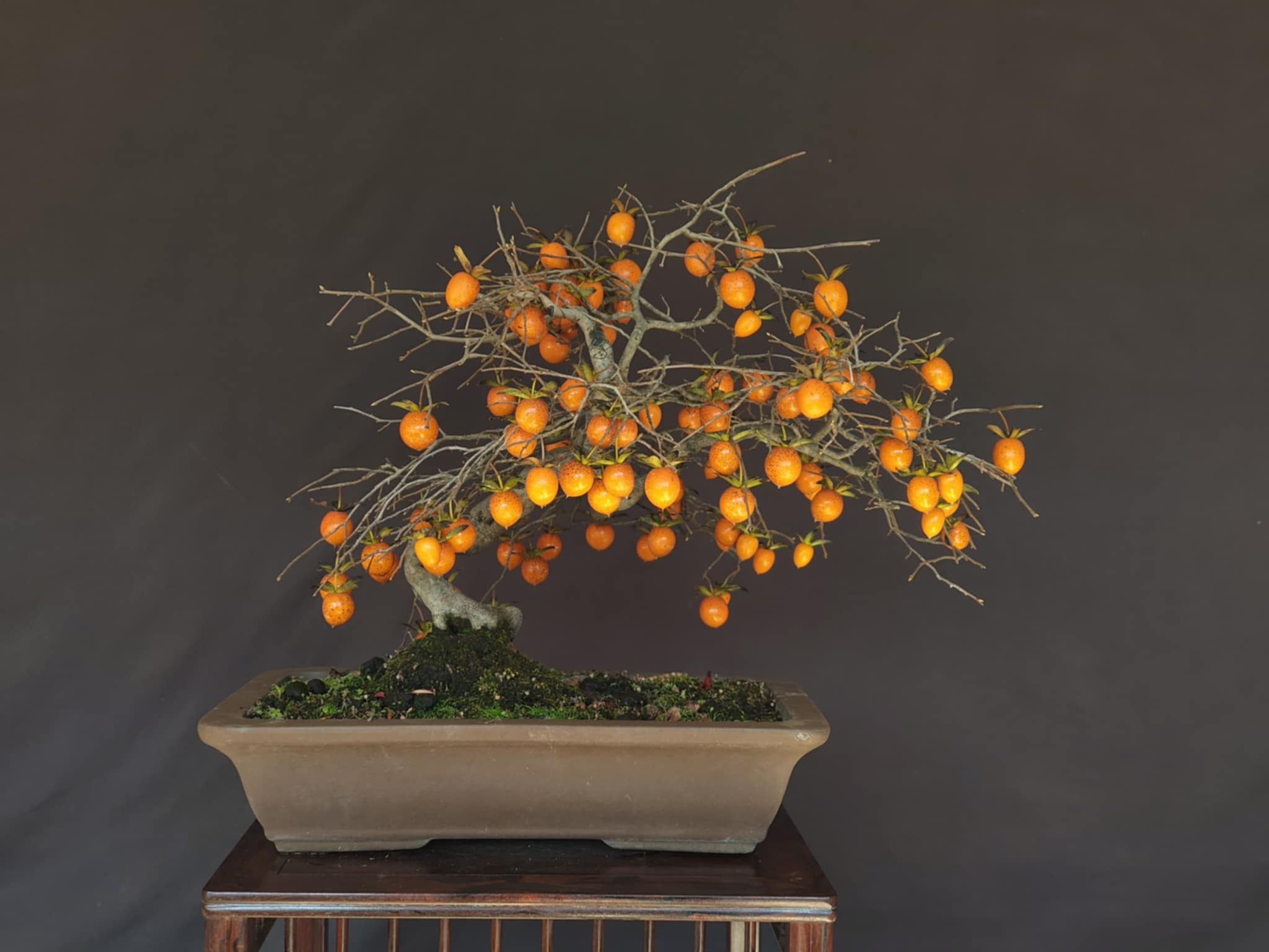 Diospyros rhombifolia