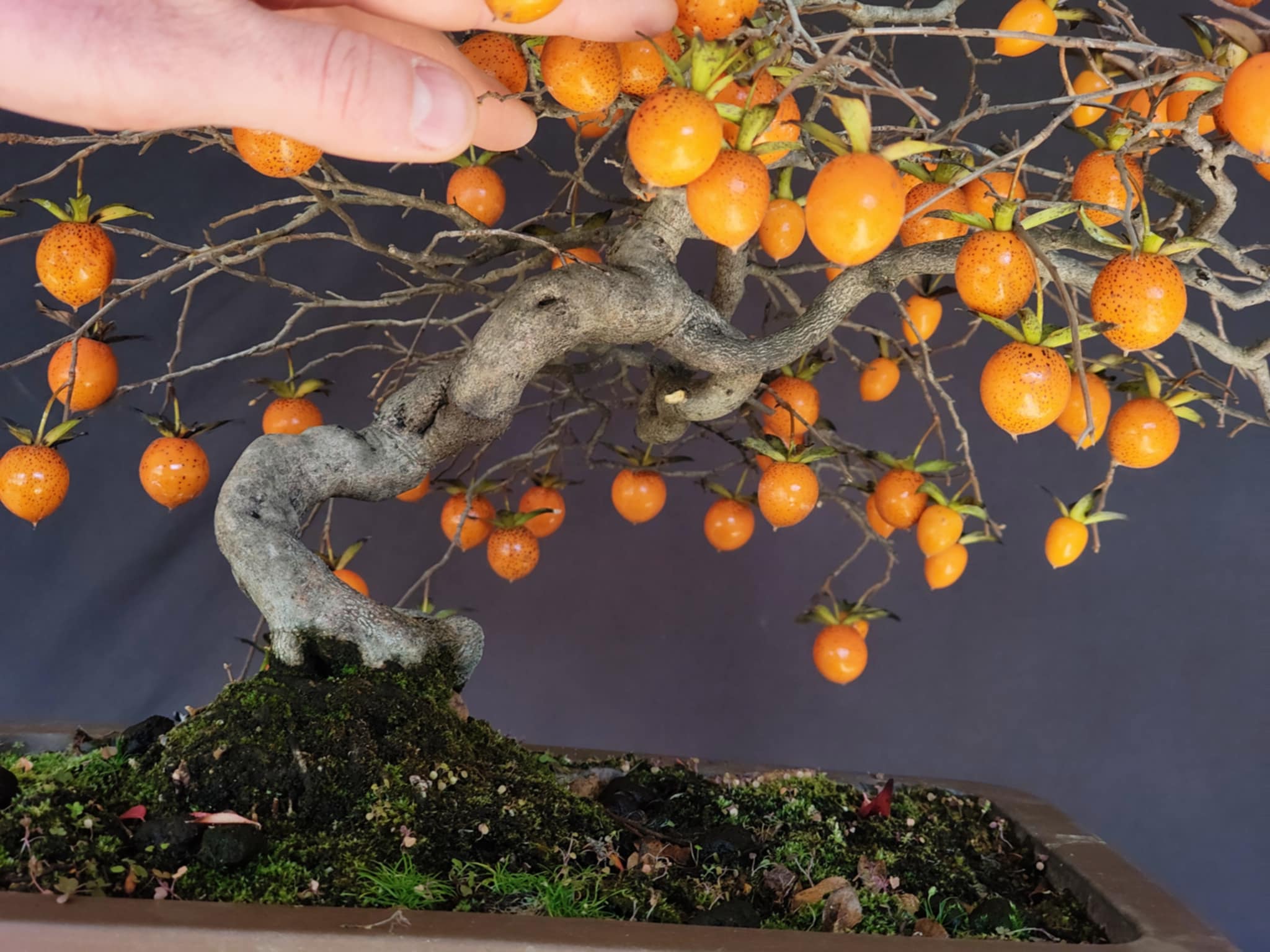 Diospyros rhombifolia