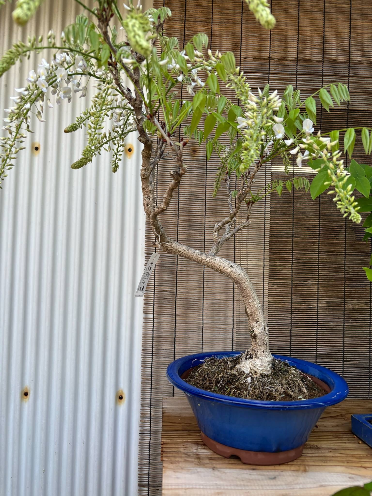 Wisteria floribunda