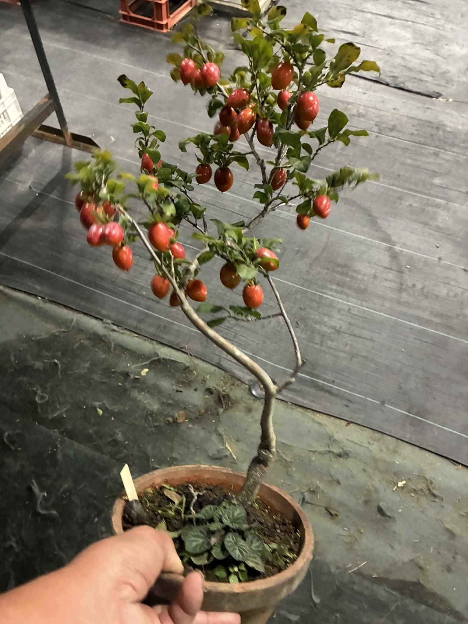 Diospyros rhombifolia