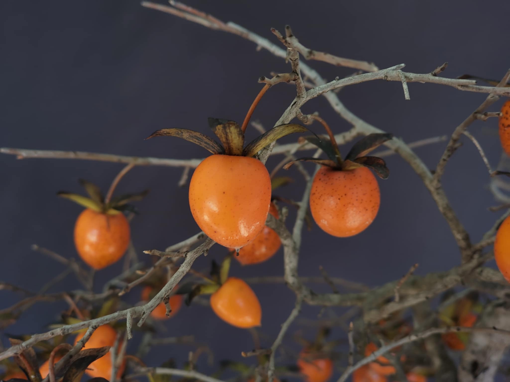 Diospyros rhombifolia