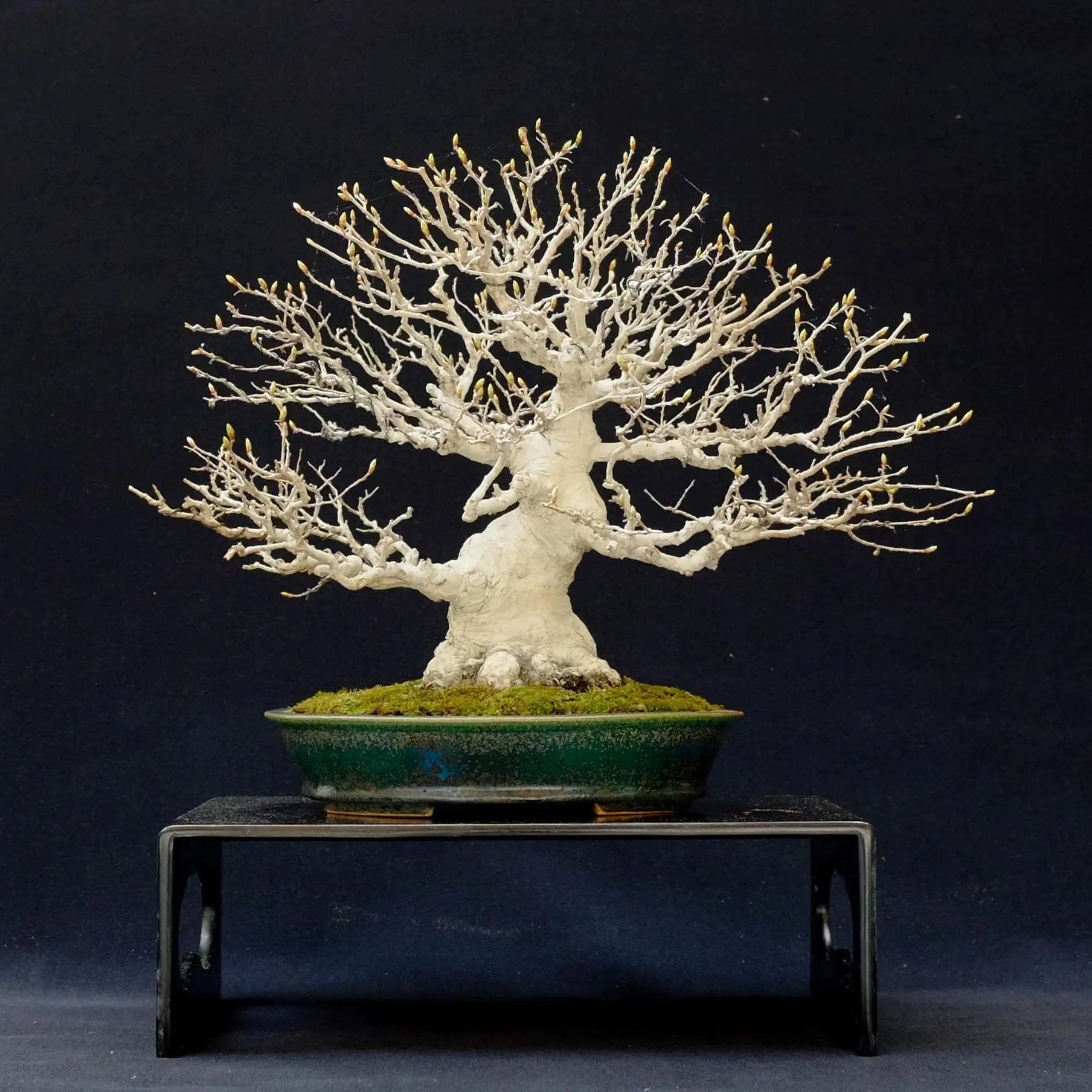 Carpinus turczaninowii Canada Bonsai