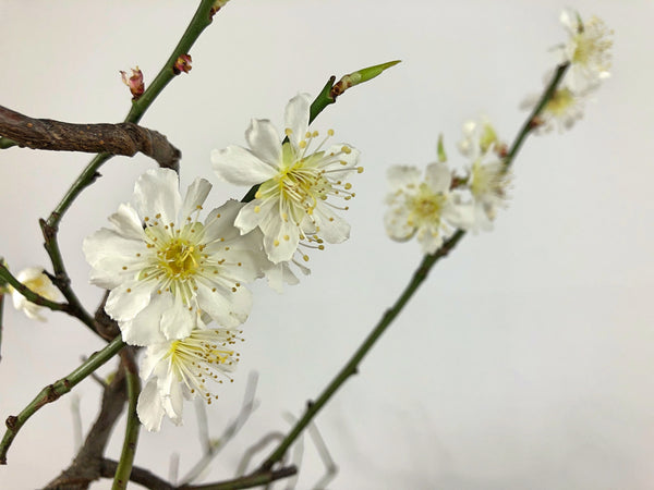 White yabai