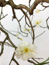 White yabai