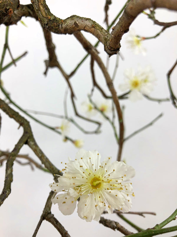 White yabai