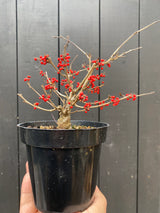 Winterberry 'Koshobai'