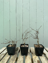 Winterberry 'Koshobai'