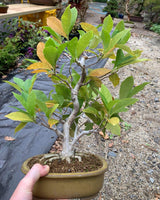 Magnolia (Kobushi)