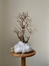 yamadori