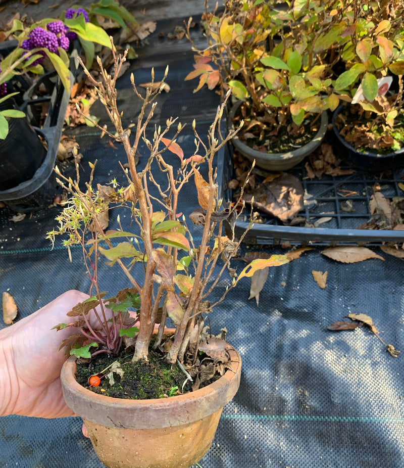 Stewartia