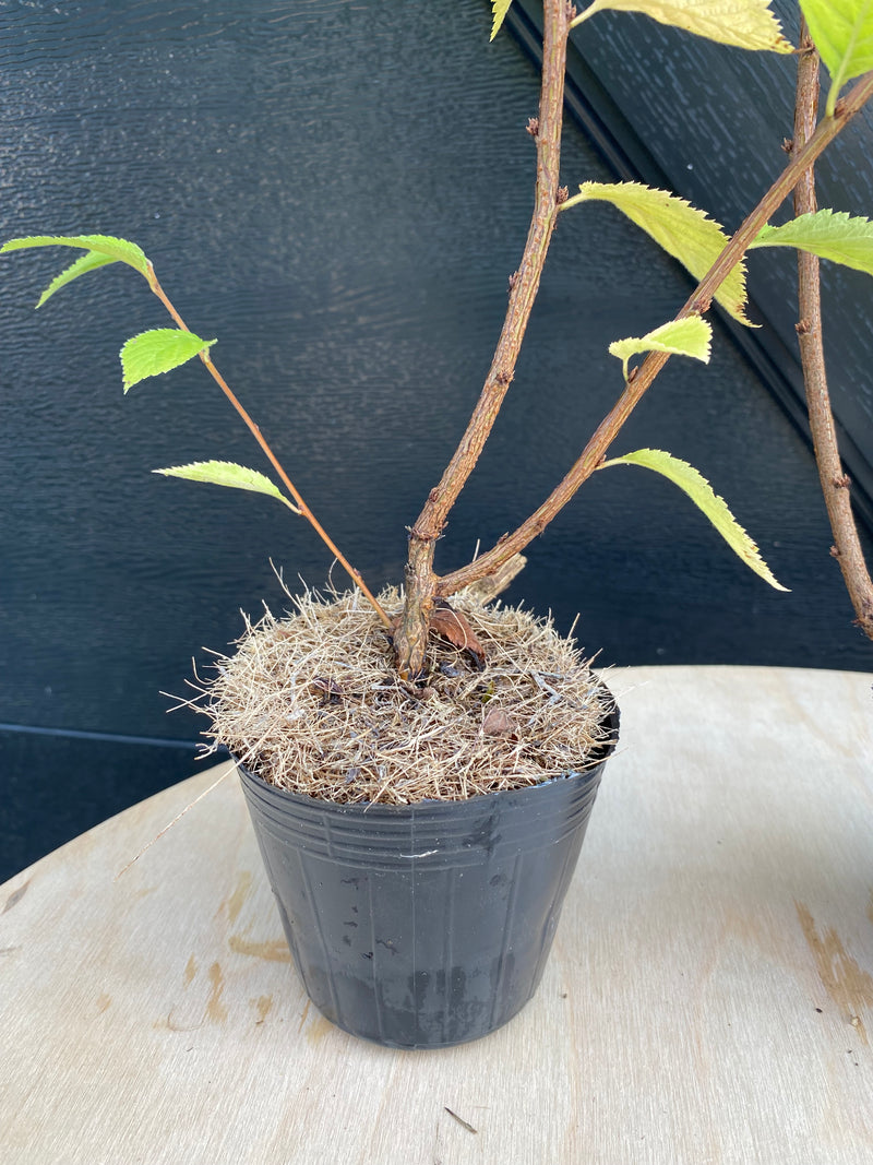 Cherry (P. tomentosa)