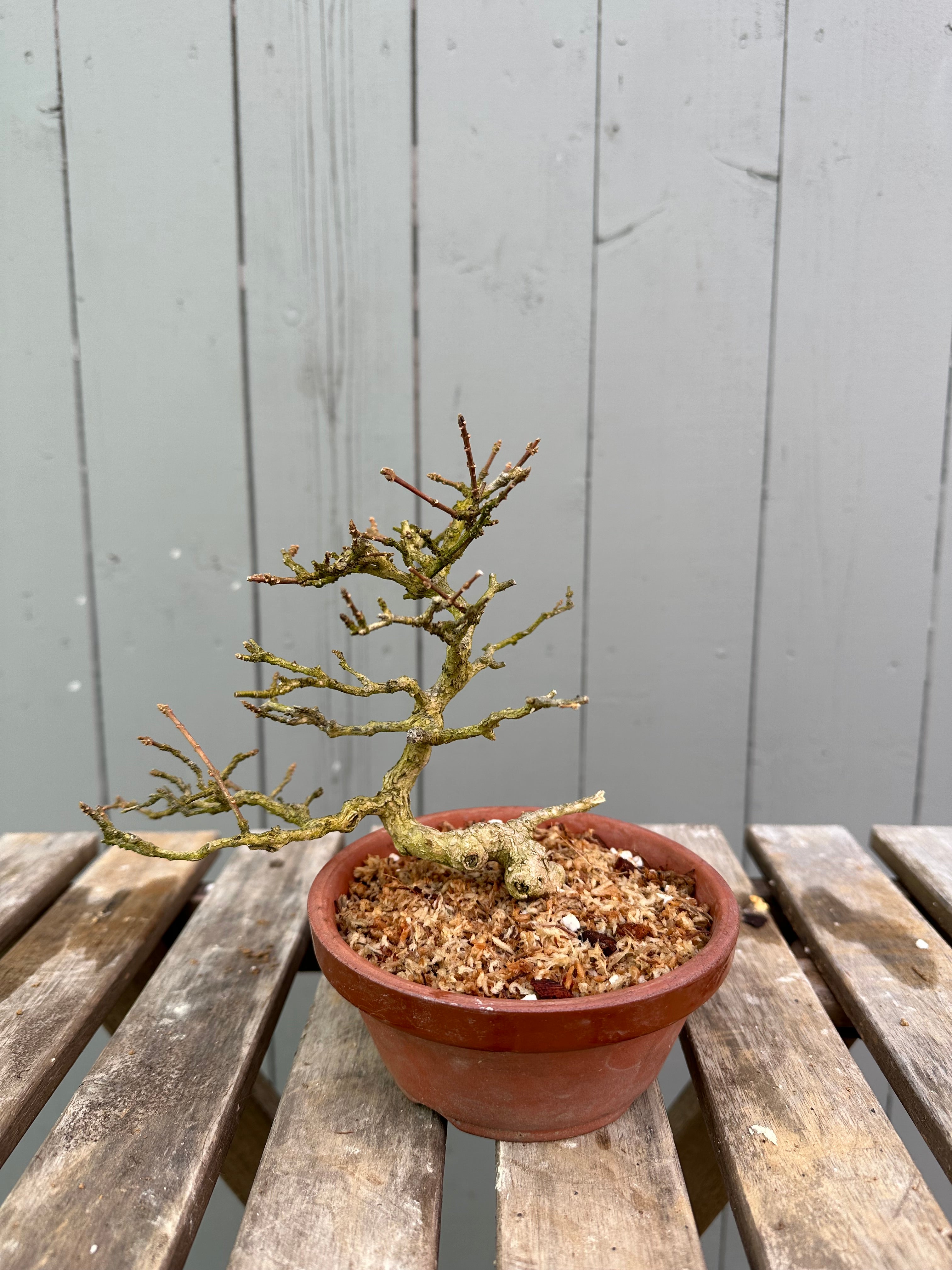 Musk Maple
