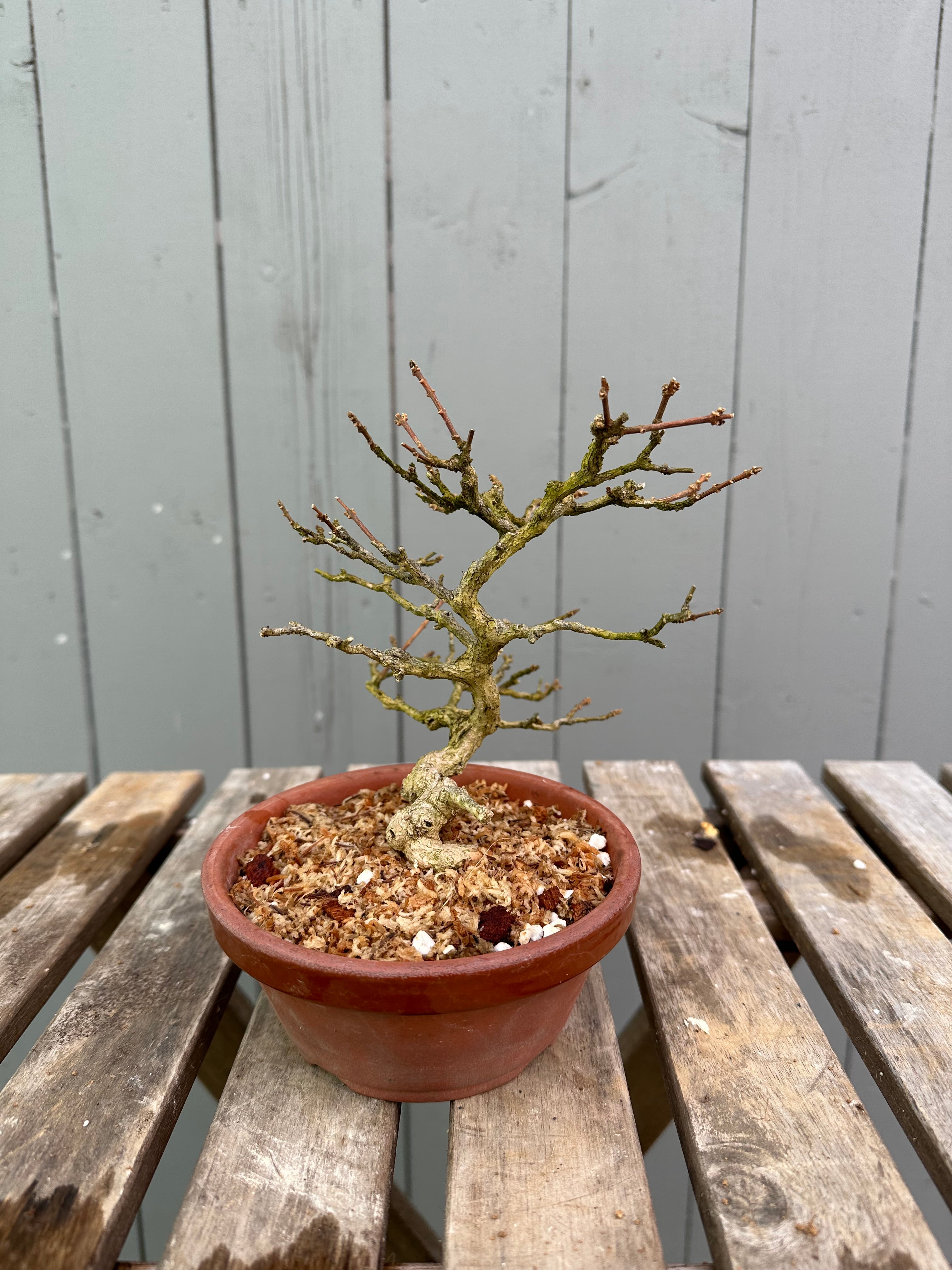 Musk Maple