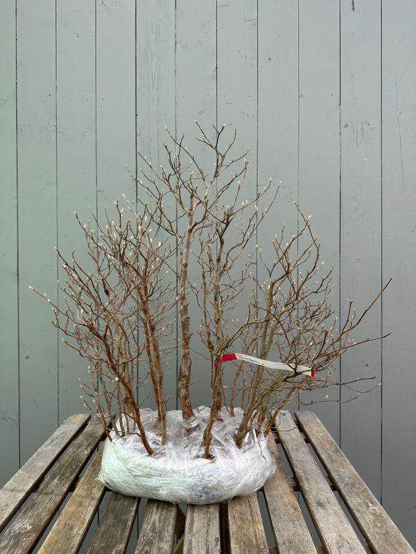 Stewartia