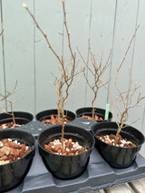 Stewartia