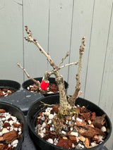 Wisteria F. (grafted)