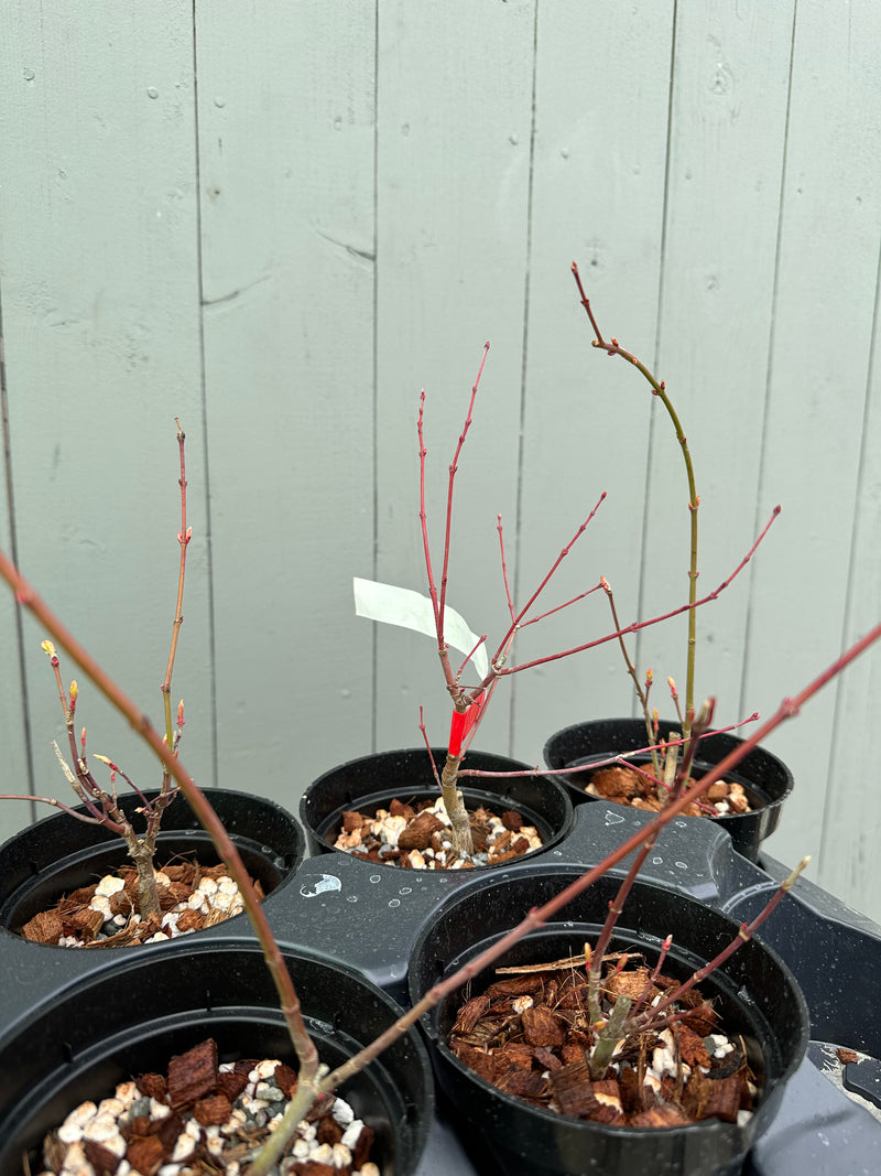 Japanese Maple 'Katsura'