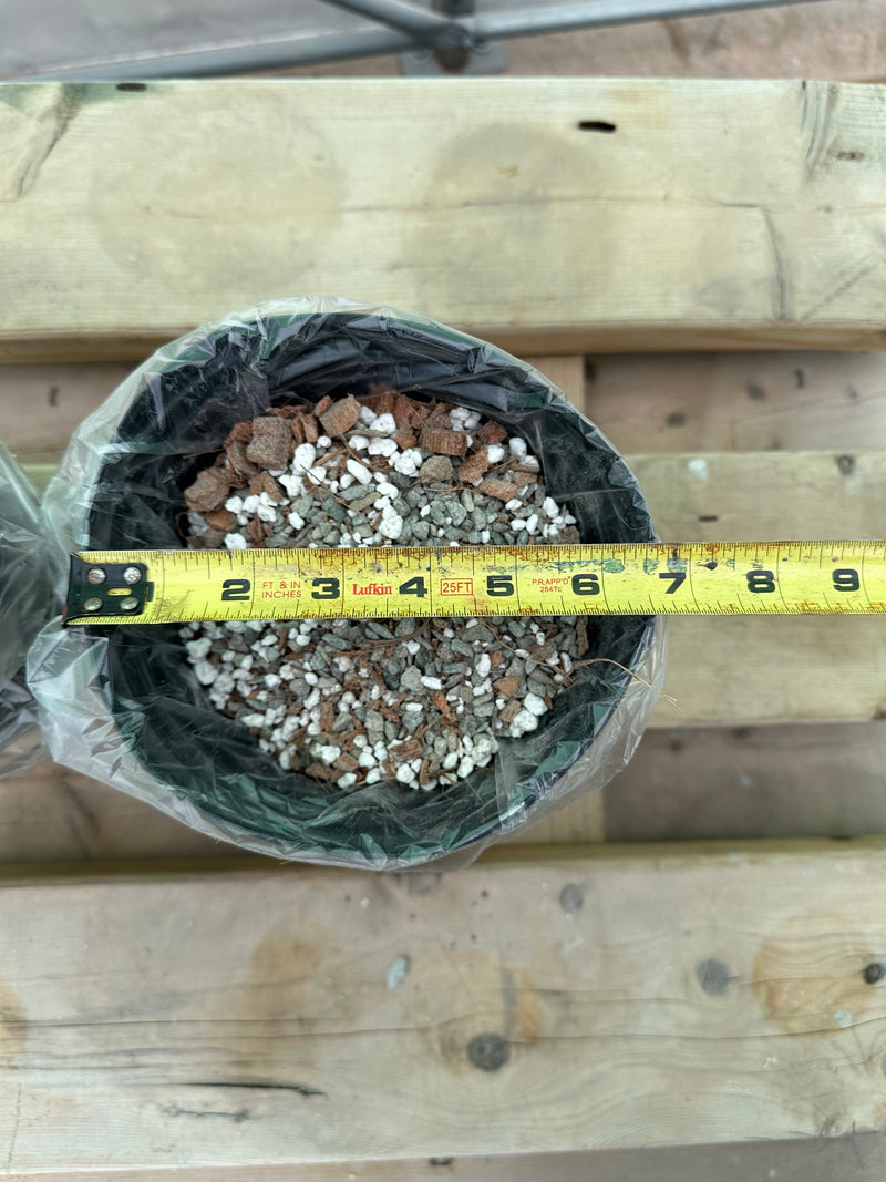 Substrate