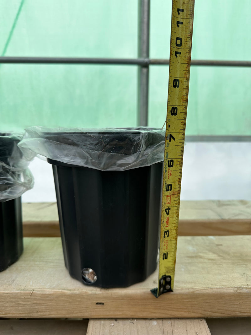 Substrate