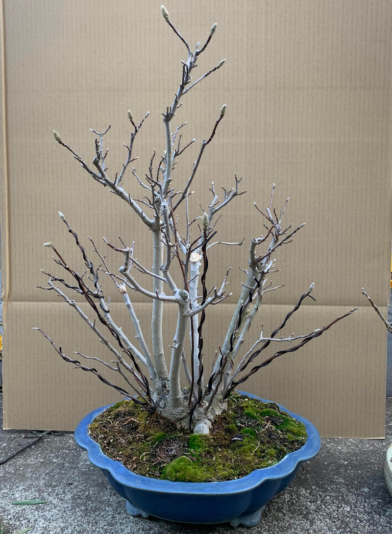 Magnolia (Karasu)