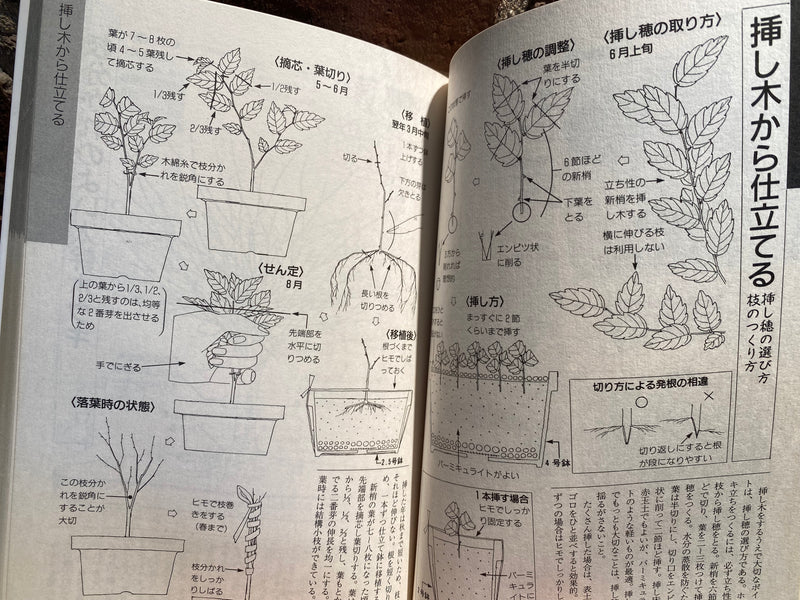 Kyosuke Gun's Illustrated mini bonsai
